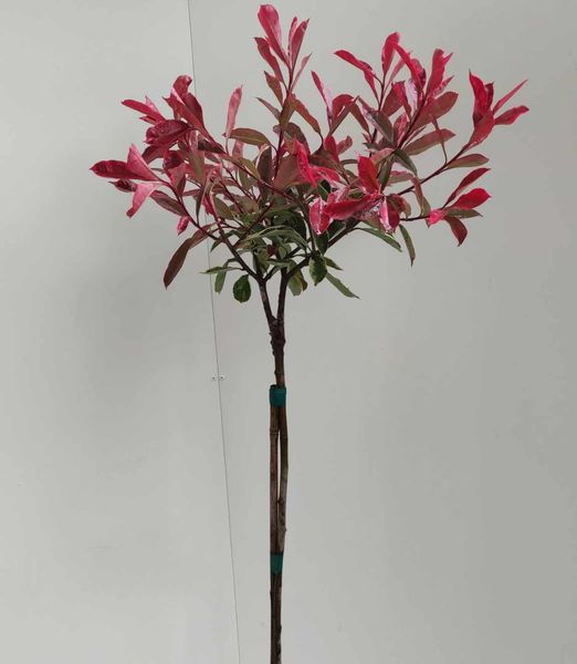 Photinia fraseri 'Pink Marble' 100cm kmeň